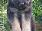 German Shepherd Puppies