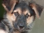 German Shepherd Puppy