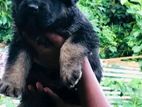 German Shepherd Puppy