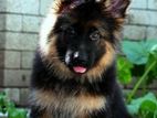 German Shepherd Puppy