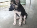 German Shepherd Puppy