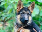 German Shepherd Puppy