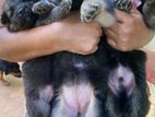 German Shepherd Puppy