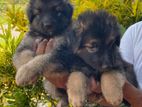 German Shepherd Puppy