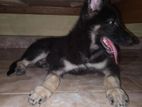German Shepherd Puppy