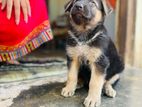German Shepherd Puppy