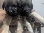 German Shepherd Puppy
