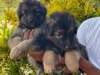 German Shepherd Puppies
