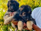 German Shepherd Puppy