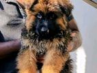 German Shepherd Puppy