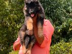 german shepherd puppy