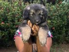 German Shepherd puppy