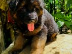 German Shepherd Puppy