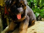 German Shepherd Long Coat Puppy