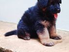 German Shepherd Puppy
