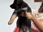 German Shepherd Puppy