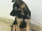 German Shepherd Puppies