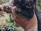 German Shepherd Puppy