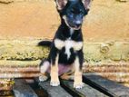 German Shepherd Puppy