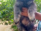 German Shepherd Puppy