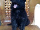 German shepherd puppy