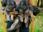 German Shepherd Puppy