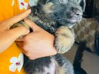 German Shepherd Puppy