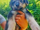 German Shepherd Puppy