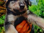 German Shepherd Puppy