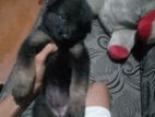 German Shepherd Puppy
