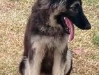 German Shepherd Puppy