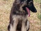 German Shepherd Puppy