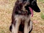 German shepherd puppy