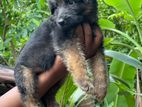 German Shepherd Puppy