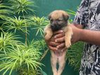 German Shepherd Puppy