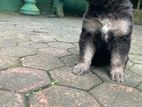 German Shepherd Puppy