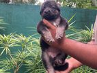 German Shepherd Puppy