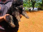 German Shepherd Puppy
