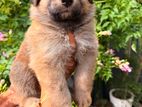 German Shepherd Puppy