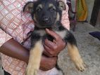 German Shepherd Puppy
