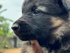 German Shepherd Puppy