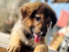 German Shepherd Puppy (golden Collour)