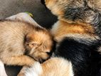 German Shepherd Puppies