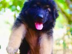 German Shepherd Puppy KASL female