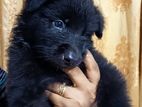 German Shepherd Puppies