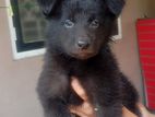German Shepherd Puppy Long Coat
