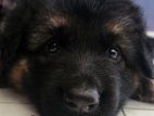 German Shepherd Puppy Long Coat