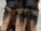 German Shepherd Puppy Long Coat