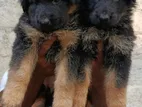 German Shepherd Puppy Long Coat