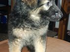German Shepherd Puppy Long Coat